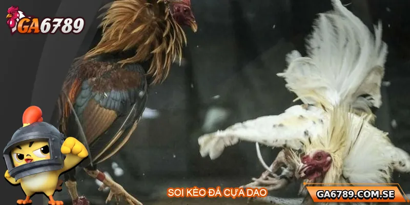 Bí Quyết Soi Kèo Đá Gà Cựa Dao Chuẩn Xác Tại Ga6789