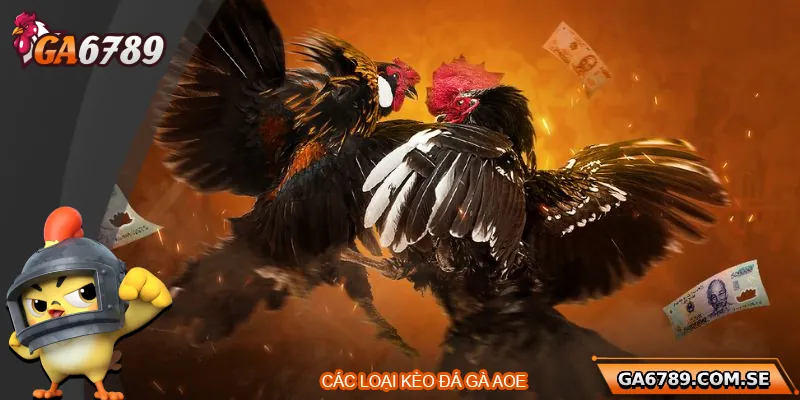 Các loại kèo tại nhà cái đá gà AOE
