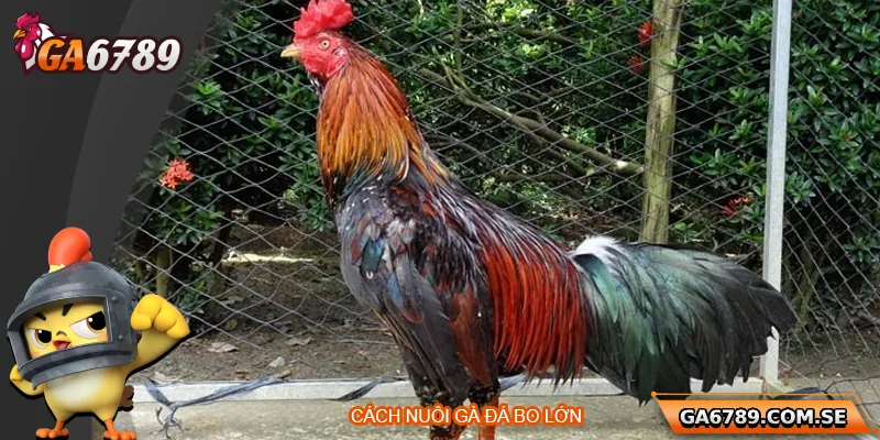 Cách Nuôi Gà Đá Bo Lớn Chuẩn Sư Kê Giúp Chiến Kê Bền Lực