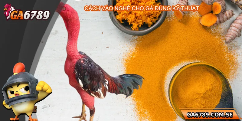 Cách vào nghệ cho gà chọi đúng kỹ thuật