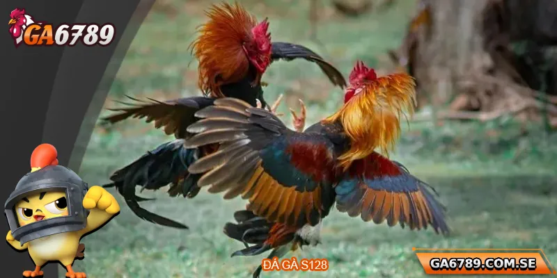 Đá Gà S128 – Đỉnh Cao Cá Cược Gà Chọi Trực Tuyến