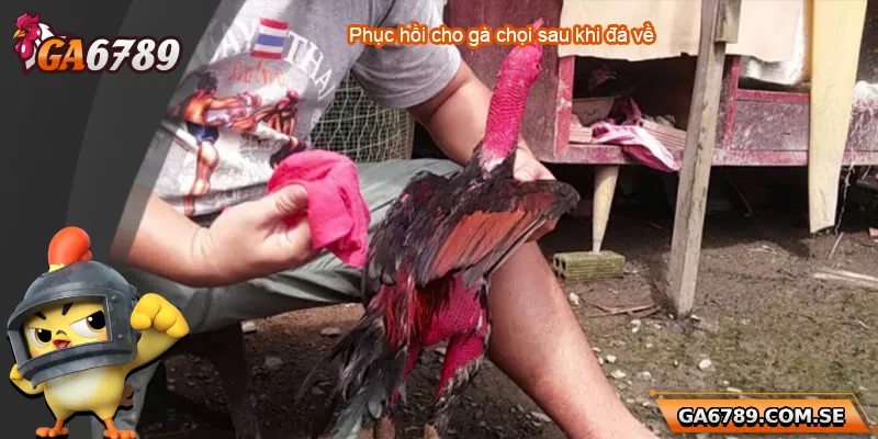 Hướng Dẫn Cách Phục Hồi Gà Chọi Sau Khi Đá Về Hiệu Quả Nhất