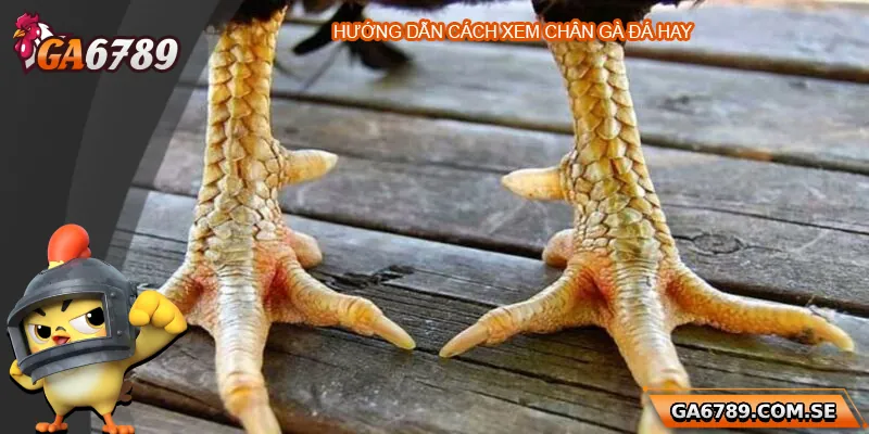 Hướng dẫn cách xem chân gà đá hay