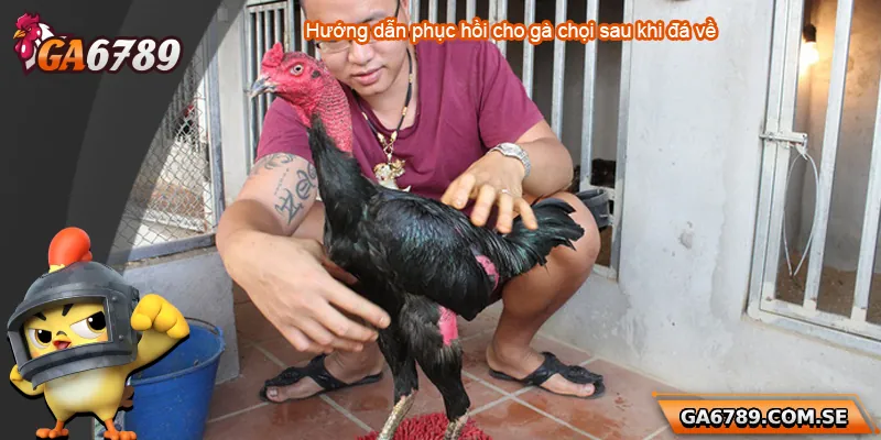 Hướng dẫn phục hồi cho gà chọi sau khi đá về