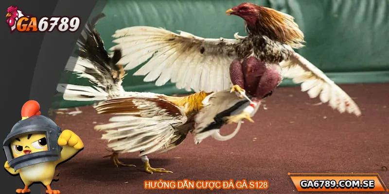 Hướng dẫn tham gia sảnh cược đá gà S128