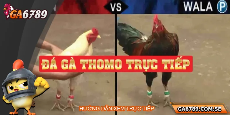 Hướng dẫn xem trực tiếp đá gà Thomo