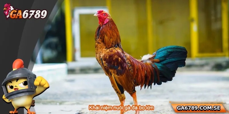 Khái niệm nuôi gà đá bo lớn