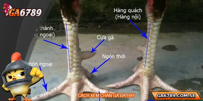 Khám Phá Cách Xem Chân Gà Đá Hay Chuẩn Tại Ga6789