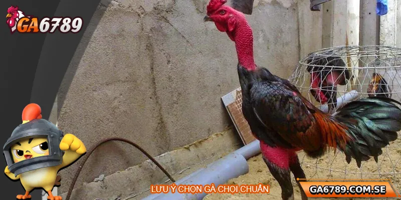 Lưu ý để chọn gà chọi chuẩn