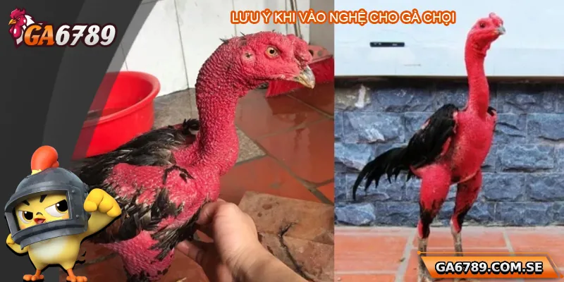 Lưu ý trong quá trình vào nghệ gà chọi