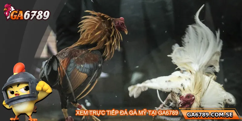 Trực Tiếp Đá Gà Mỹ – Đỉnh Cao Giải Trí Tại Ga6789 2 Lý do nên xem trực tiếp đá gà Mỹ tại Ga6789