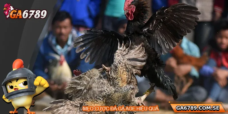 Mẹo cá cược tại cổng AOE