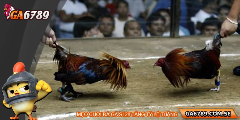 Mẹo tăng tỉ lệ thắng khi chơi đá gà S128