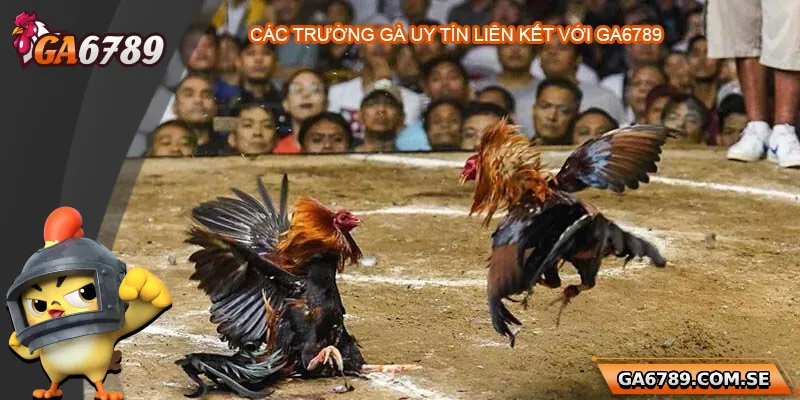 Nhà cái Ga6789 liên kết với các trường gà uy tín