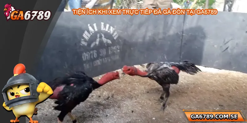 Trực Tiếp Đá Gà Đòn - Xem Chất Lượng Cao Tại Ga6789 2 Những tiện ích khi xem trực tiếp đá gà đòn tại Ga6789