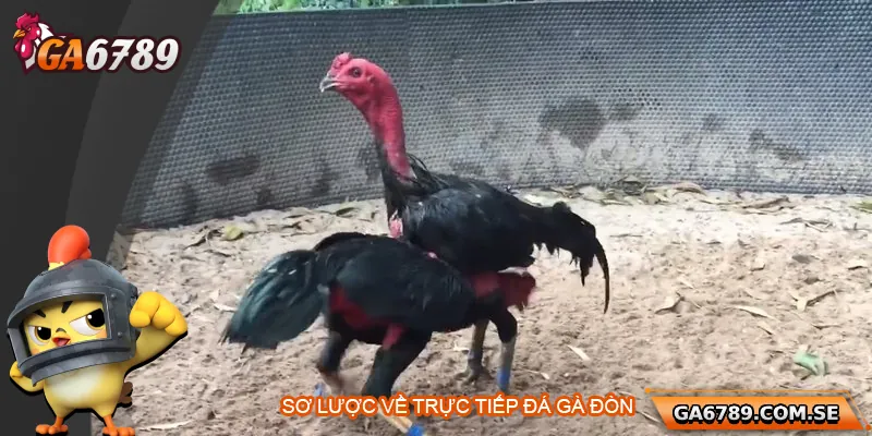 Trực Tiếp Đá Gà Đòn - Xem Chất Lượng Cao Tại Ga6789 1 Sơ lược về trực tiếp đá gà đòn