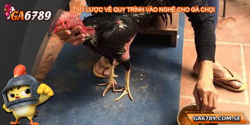 Sơ lược về vào nghệ cho gà chọi