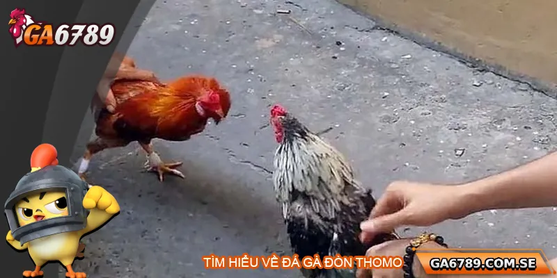 Tìm hiểu về đá gà Thomo
