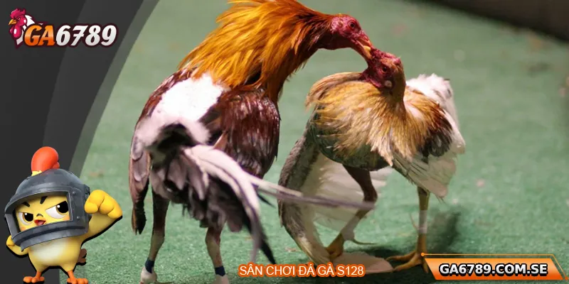 Tổng quan về sân chơi đá gà S128