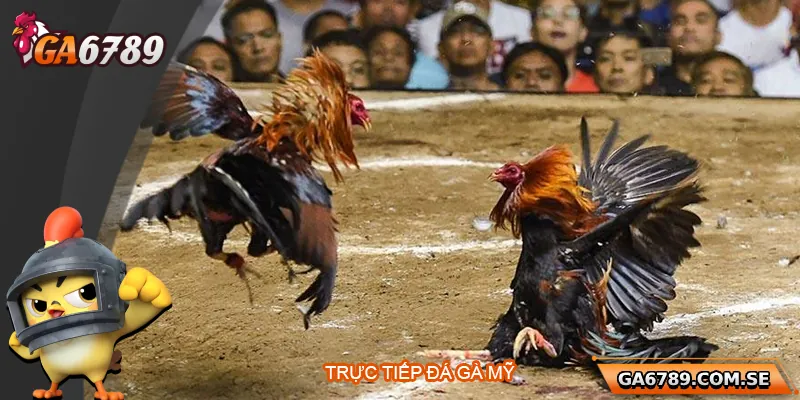 Trực Tiếp Đá Gà Mỹ – Đỉnh Cao Giải Trí Tại Ga6789