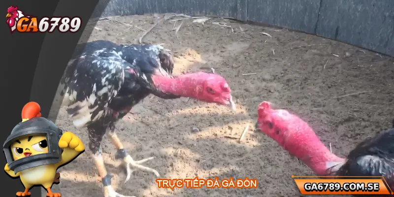 Trực Tiếp Đá Gà Đòn - Xem Chất Lượng Cao Tại Ga6789